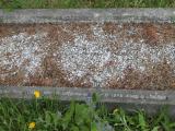 image of grave number 503207